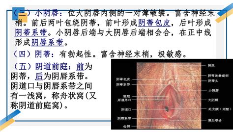 小穴位置|阴道（女性生殖器官）